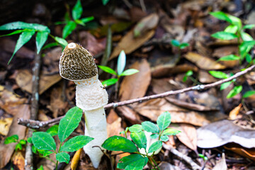A tall, white fungus with a brown, conical cap stands in a bed of leaves and twigs. The fungus has a long, thin stem and a net-like skirt hanging down from the cap.