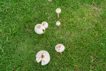 Many white mushroom with a slightly brown cap and a thin stem grows in a patch of green grass. Dew drops cling to the cap, and the background is blurred, focusing attention on the mushroom.