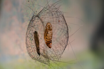 A close-up photo of a lichen moth pupa suspended within a delicate cocoon made of silk and the caterpillar's shed hairs. The cocoon hangs from a branch, with the pupa clearly visible inside.