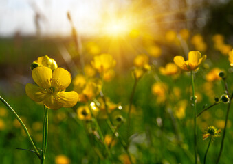 Spring yellow flowers on a field