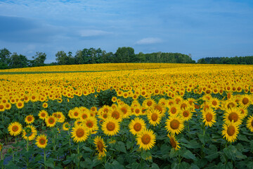 北竜町のひまわり畑　北海道の夏の絶景観光地　8月