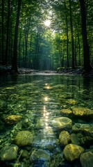 Fototapeta premium A bright and peaceful view of a lush forest with a crystal clear stream that reveals the rocks beneath. Sunlight filters through tall trees. No people. A natural scene suitable for ecotourism.