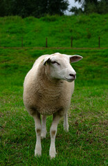 Sheep grazing  on a farm