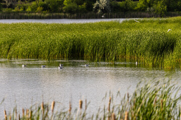 Many river gulls hunt fish in lakes, rivers, and canals. Seagulls fly over the water. Seagulls gracefully glide over the water's surface, their wings casting delicate shadows on the rippling waves.