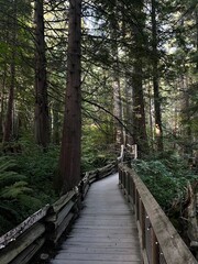 Obraz premium Path in the Woods