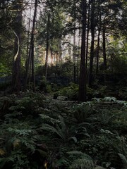 Obraz premium Sunset in the Forest