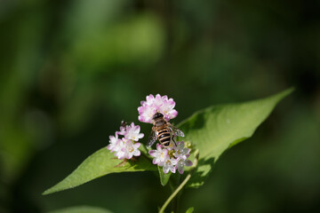 Bee on a small pink flower plant and big green leaves