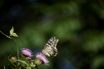 Swallowtail butterfly resting on purple thistle flower with blurred background