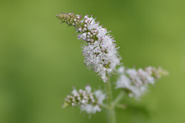 White mint plant flower on plain green background