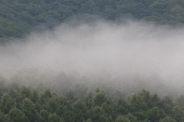 morning mist and forest landscape of green fir trees 