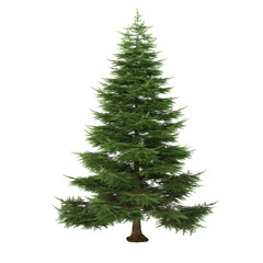 Christmas tree © Mat Karmon
