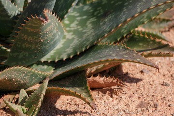 Green spiky cactus leaves and orange soil background