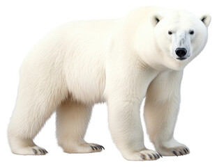 PNG Wildlife mammal animal bear.