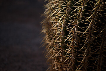 Large cactus plant with sharp yellow thorns and dark brown blurred background