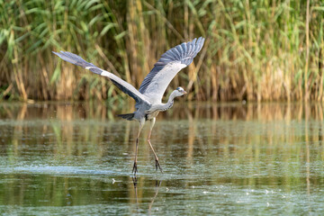Grey Heron taking off