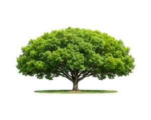 Fototapeta premium Nature’s resilience showcased by a flourishing tree against stark beacon of nature’s beauty, this tree’s lush foliage contrasts sharply with the surrounding transparent PNG background 