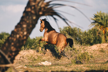 Free buckskin Berber horse jumping a hill in Djerba