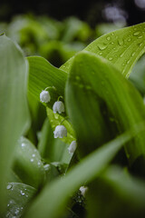 water drops on a green leaf