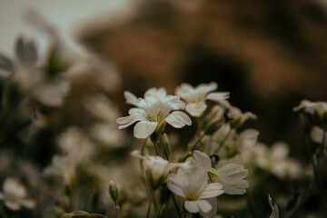 white flower in the garden