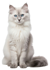 Obraz premium PNG Kitten mammal animal white.