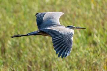 Grey Heron Flying