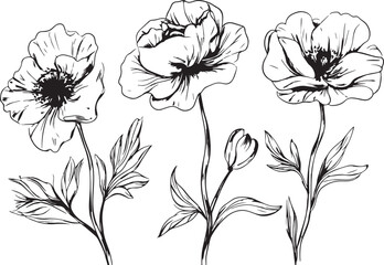 Set Flowers. Hand drawn vector illustration	