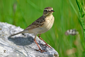 Brachpieper // Tawny Pipit (Anthus campestris) 