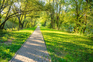 ray of sunshine through the tree