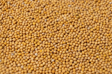 Yellow Dry Mustard Seed Background, Natural Organic Seasoning, Top View.