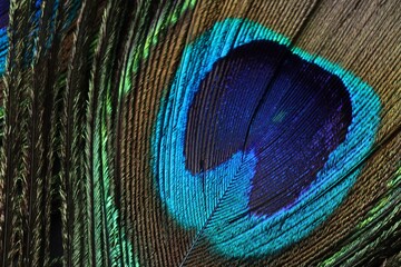 Beautiful bright peacock feather as background, macro view