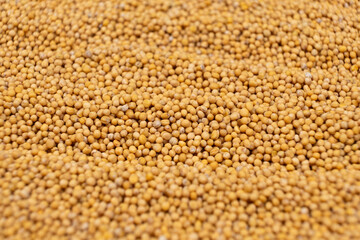 Yellow Dry Mustard Seed Background, Natural Organic Seasoning