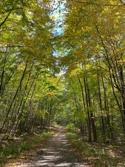 Obraz premium path in the forest