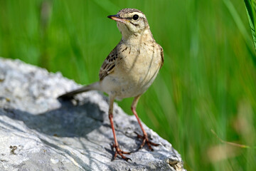 Tawny Pipit // Brachpieper (Anthus campestris) 