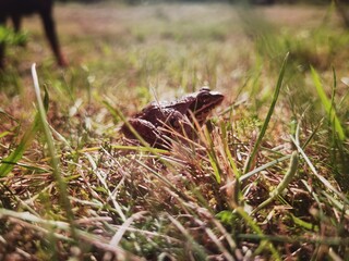 frog sitting on the grass