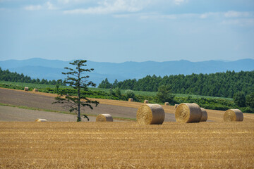 Fototapeta premium 美瑛町 牧草ロール 北海道観光 夏の絶景