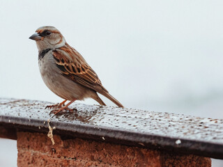 sparrow on a fence