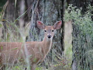White Tailed Deer Losing Homes in Growing Suburbs