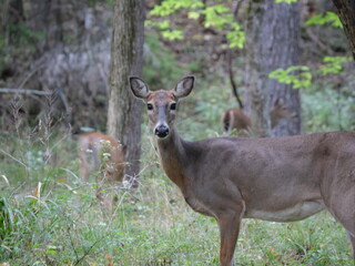 White Tailed Deer Losing Homes in Growing Suburbs