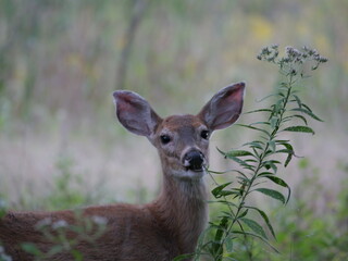White Tailed Deer Losing Homes in Growing Suburbs