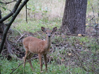 White Tailed Deer Losing Homes in Growing Suburbs
