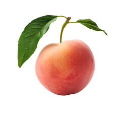 Peach, Nectarine, Fruit, Isolated on Transparent Background, Graphic Resource for Gourmet Advertising, Menu Design and Packaging