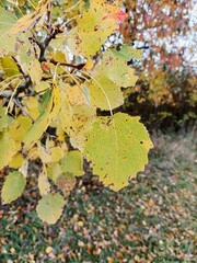 Detail of aspen leaf. Fallen yellow leaves on ground. Fall in Czech Republic. Autumn full of...