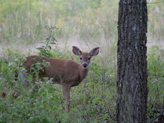 White Tailed Deer Losing Homes in Growing Suburbs