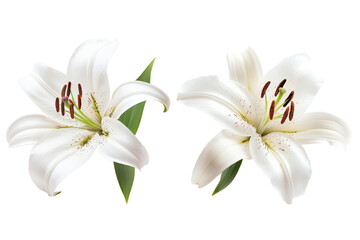 Naklejka premium Beautiful white lilies with delicate petals and intricate stamen, perfect for nature-themed projects, transparent background.