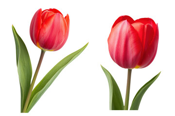Fototapeta premium Beautiful red tulips with vibrant petals and lush green leaves, perfect for spring or floral themed designs, transparent background.