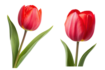 Beautiful red tulips with vibrant petals and lush green leaves, perfect for spring or floral themed designs, transparent background.