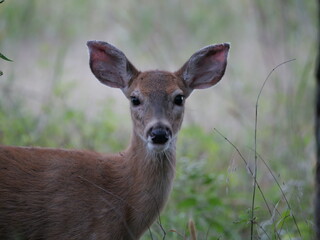 White Tailed Deer Losing Homes in Growing Suburbs