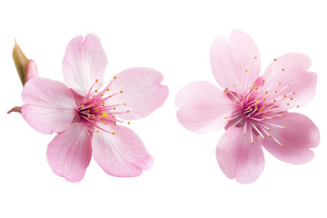 Fototapeta premium Beautiful pink cherry blossoms displaying delicate petals and vibrant details, perfect for floral and seasonal themes, transparent background.