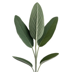 Obraz premium Sage, Herb, Isolated on Transparent Background, Graphic Resource for Gourmet Advertising, Menu Design and Packaging