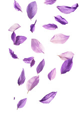 Obraz premium floating purple flower petals isolated on white or transparent png